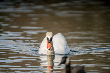 Naklejka premium Wildlife