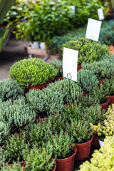 Close up of beautiful green plants for sale in a garden center with blank tags for mock up