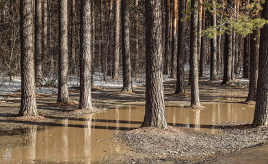 Large puddles in the forest. Pine trees stand in the water. Melting snow in the forest.