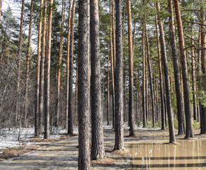 Large puddles in the forest. Pine trees stand in the water. Melting snow in the forest.