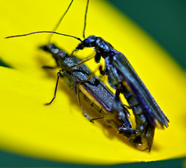 insect breeding process