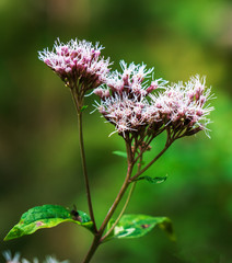 Roslina.