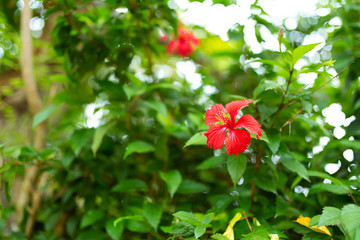 Red tropical hibiscus flower in a green garden
