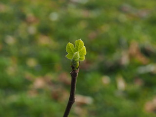 fig leaf budding in springtime