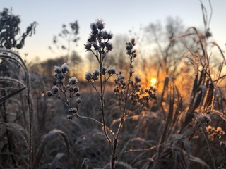 Fototapeta na wymiar reeds at sunset