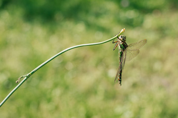 green dragonfly in the wild nature.