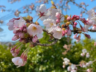 桜の開花