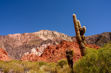Cactus dans la Quebrada de las senoritas 