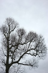 bare tree in winter