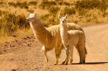 lama sur l'altiplano andin à huancar