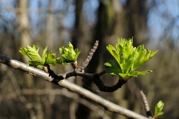 Twigs with light green young leaves illuminated by the sun in early spring