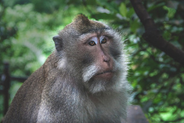 Portait of old macaque in Bali