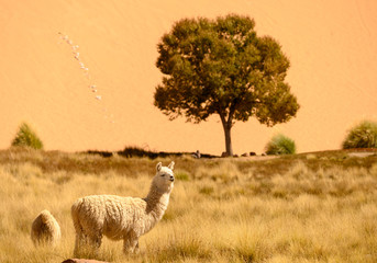 Fototapeta premium lama sur l'altiplano andin à huancar