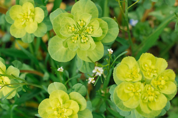 Euphorbia helioscópia in the spring in the garden close up