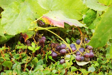 bunch of grapes