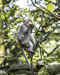 Mono se alimenta en lo alto de una rama en la naturaleza Monkey Forest, en Ubud, Bali, Indonesia.