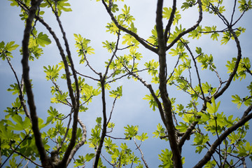 Fototapeta premium below view of fig tree with green leaves and foliage and branches, with clear blue sky, in fruit growing farm in the countryside