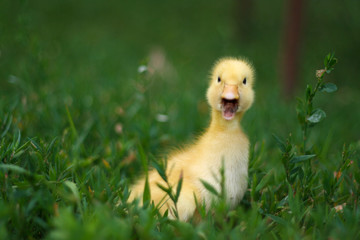 Portrait of a cute yellow duckling. Domestic bird