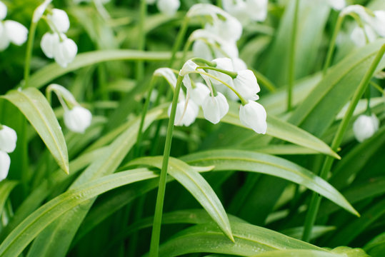 White flowers of Allium paradoxum in the spring in the forest close-up. Selective focus