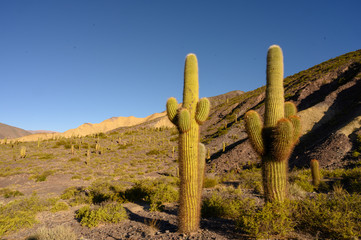 Cactus dans la quebrada de Humahuaca
