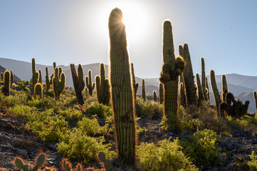 Cactus dans la quebrada de Humahuaca