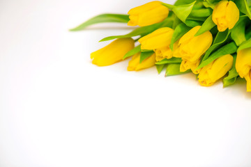 A bouquet of beautiful yellow spring tulips on a white background. Postcard. To close. Copy space.