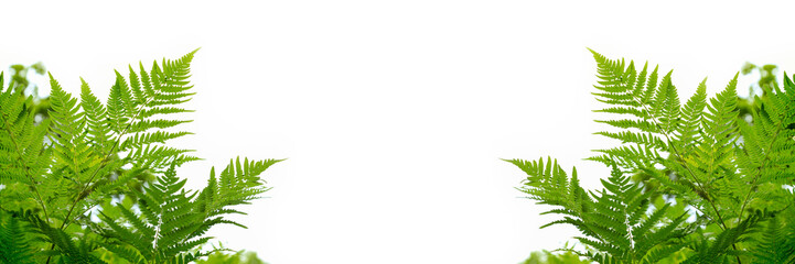 Green fern leaves isolated on white background, banner