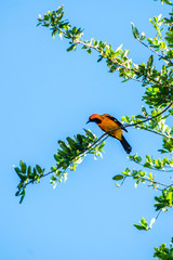 beautiful oriole on a tree branch