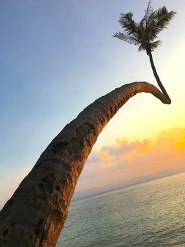 Thailand - Koh Phangan. One of the craziest palms I've ever seen! 
