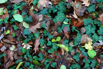 green leaves on the ground