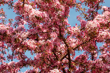 Flowering Pink Crabapple tree in the garden on a spring sunny day