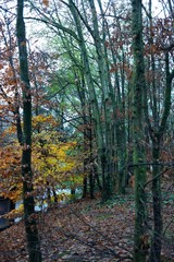 autumn in the forest