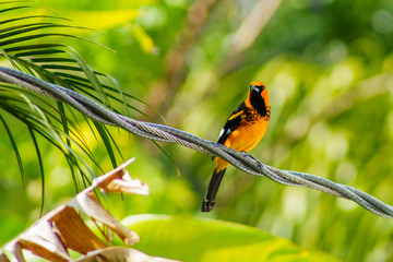 beautiful oriole perched on a telephone cable