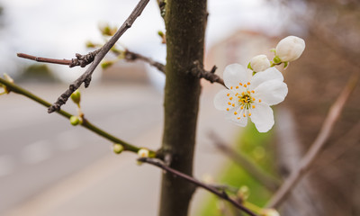 cherry blossom in close-up in the spring