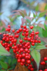 red currant bush