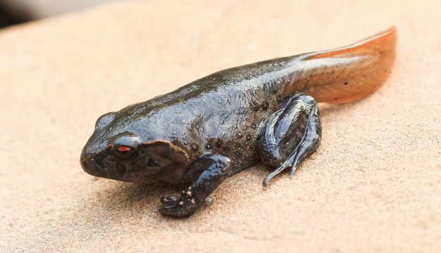 Tadpoles on rock transitioning from a polliwog (tadpole) to a frog.