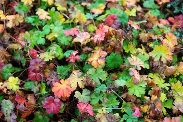Vibrant ground cover with autumn leaves in shades of red, orange, green, and yellow, creating a rich natural tapestry.