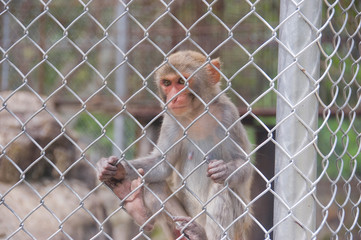 a monkey behind bars in a zoo