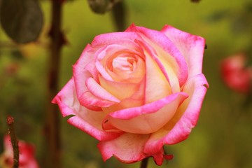 pink rose 