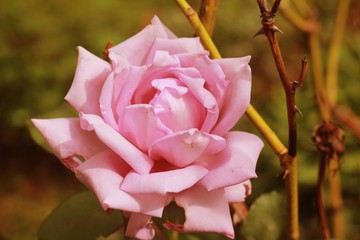 pink rose in garden