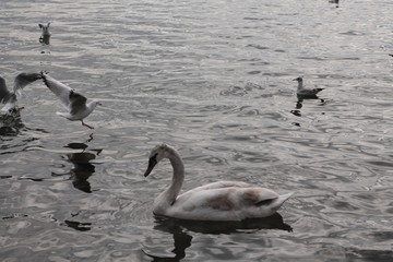 swans on the lake