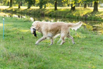 Naklejka na ściany i meble A yellow golden retriever fetching a duck for his owner the hunter