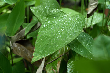 Raindrops on a green leaf. Natural hydration of plants.