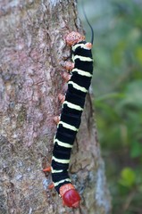 caterpillar