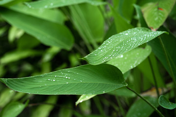 Raindrops on a green leaf. Natural hydration of plants.