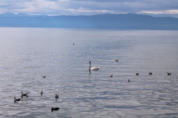 lake birds