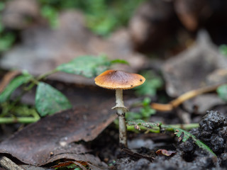 Orange Mushroom Fungi in Woodland