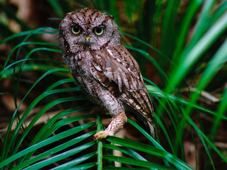 eastern screech owl