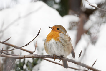 Rotkehlchen mit Schneeflocke sitzt auf Zweig