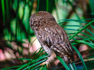 eastern screech owl